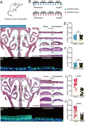 Protective Effect of Insulin in Mouse Nasal Mucus Against Olfactory Epithelium Injury